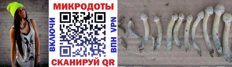 закладки  Струнино  Галлюциногенные грибы GOLDEN TEACHER 